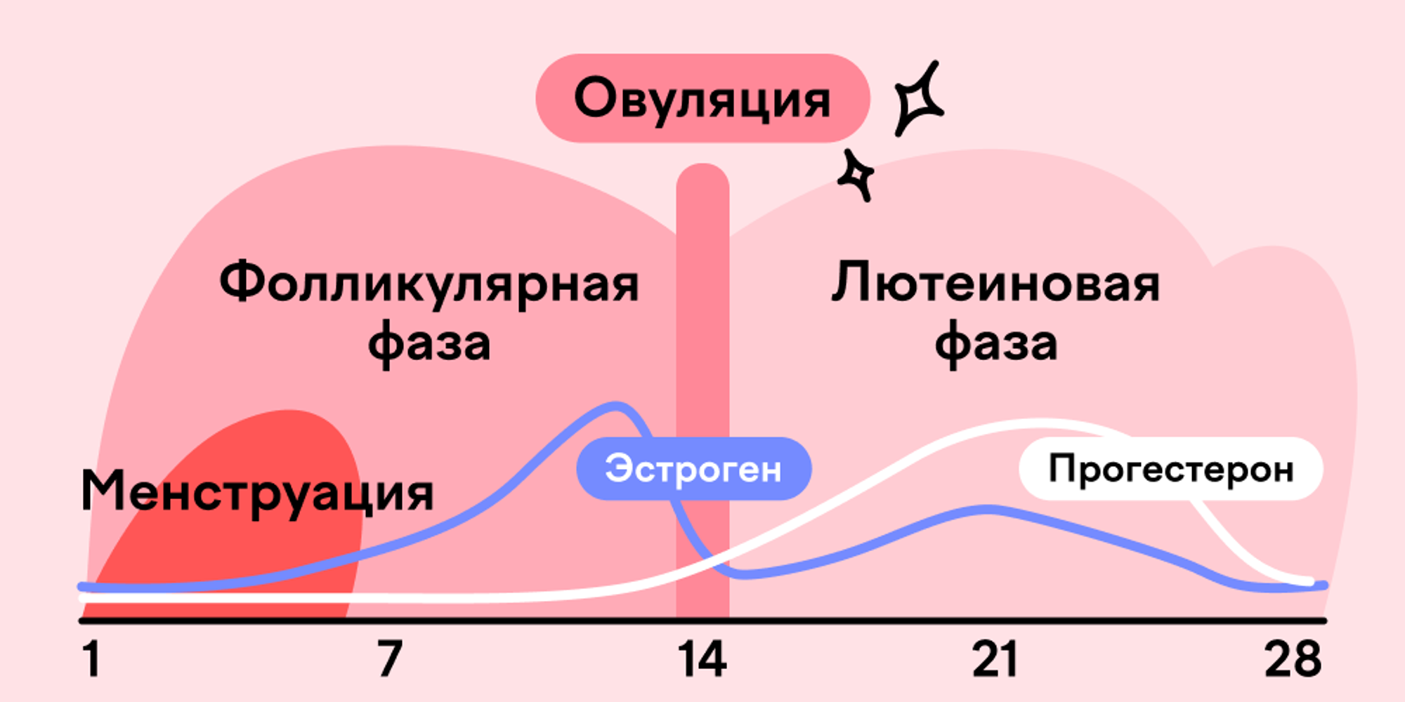 Как устроен менструальный цикл
