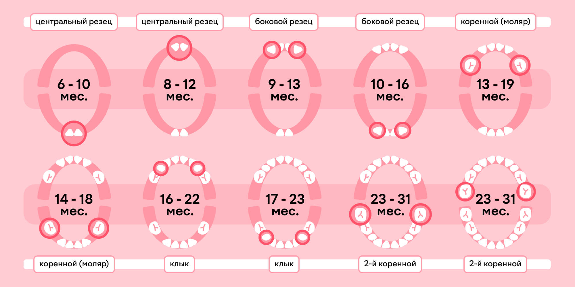 В каком порядке появляются зубы: схема
